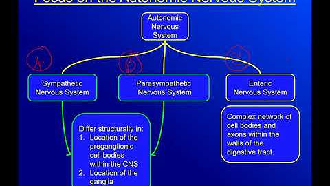 AP2: Chapter 16-Autonomic Nervous System Part 1