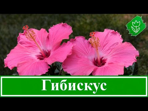 🌺 Садовый гибискус: посадка и размножение, выращивание и уход за гибискусом; виды и сорта гибискуса