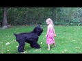 Midnight Solo Black Russian Terrier playing with young girl