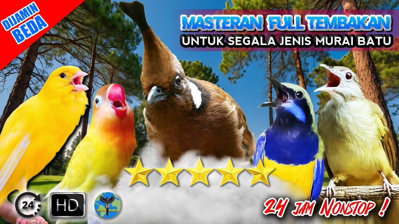 #12 MASTERAN FULL TEMBAKAN - AUDIO ISIAN MURAI BATU 🔥