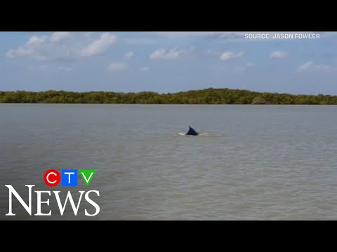 A whale lost in a murky river goes back to sea