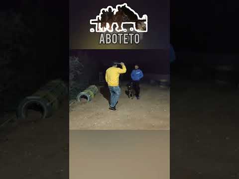 سامبو يحرس الأشخاص دون سابق معرفه
