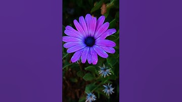 آيات بينات من كتاب الله العزيز الحكيم #nature #تصويري #flowers