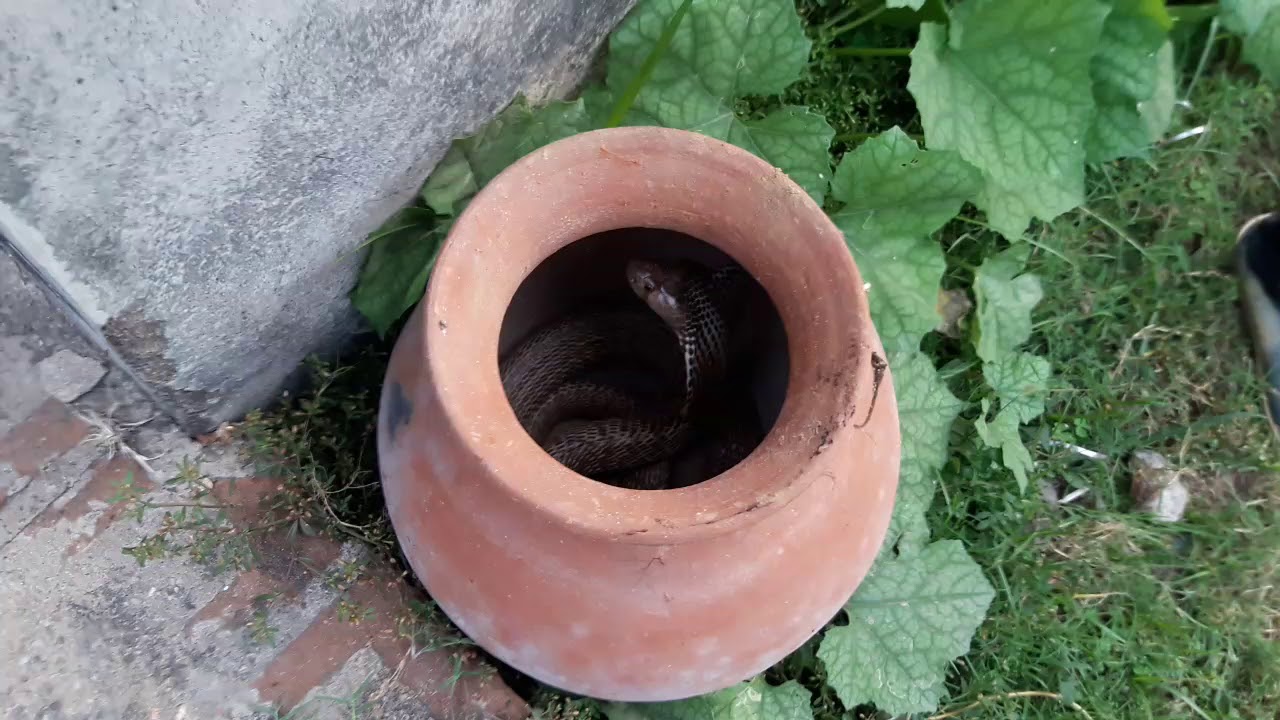 Indian cobra venomous snake Awareness Program Village snake rescue team Panchet dam(N G O)
