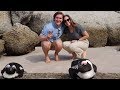 AFRICAN PENGUINS at BOULDERS BEACH and MUIZENBERG | South Africa