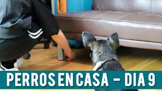 Juego Olfato Perro | Día 9