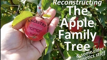 Apple Identification