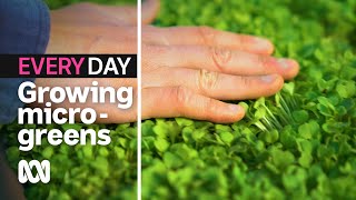 How to grow micro-greens at home 🌿 | Everyday Gardening | ABC Australia