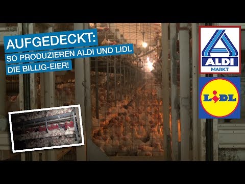 Video: So Eröffnen Sie Eine Hühnerfarm