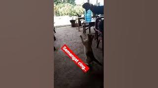 kucing garong si bos