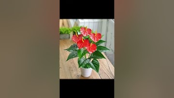 7 loại cây nên trồng để thu hút TÀI LỘC cho người MỆNH THỔ