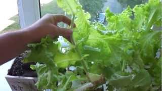 The simplest hydroponics. Простейшая гидропоника.