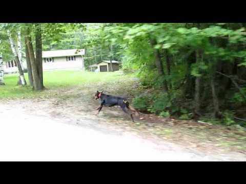 how fast can a doberman pinscher run