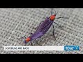 Lovebugs are back in force across Tampa Bay — and they’re tough on cars