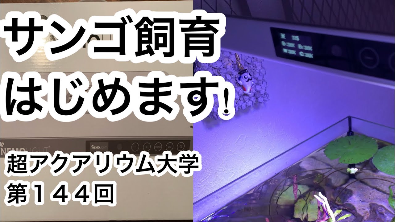 サンゴ水槽はじめます!!【超アクアリウム大学第144回】 - YouTube