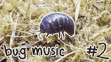 bug music 2