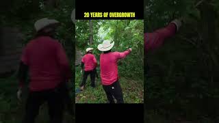 Overgrowth Took Over This Home | #yardwork #gardening #oddlysatisfyingvideo #cleanup #lawnmower