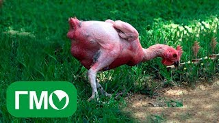 GMO INSON SOG'LIG'I UCHUN XAVFLIMI ?