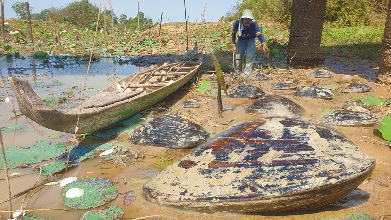 Wow unbelievable found big clams and snails in mud when dry water at river dry season
