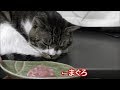 寝ている猫に不意打ちにまぐろをあげてみた☆ご馳走に喜ぶリキちゃん☆サプライズプレゼント【リキちゃんねる　猫動画】Cat videos キジトラ猫との暮らし