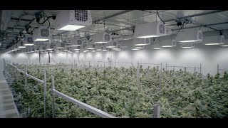 Heliospectra - Large Scale Indoor Cannabis Cultivation at Revolutionary Clinics.