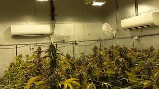 One of our Maine Cannabis flower rooms