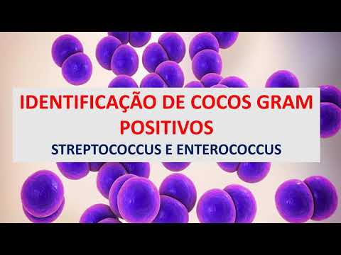 Vídeo: O que é estreptococo Gram positivo?