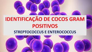 Microbiologia Médica: Identificação Cocos Gram Positivos:   Streptococcus e Enterococcus