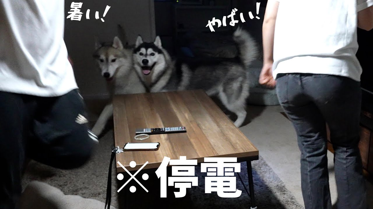 【恐怖】この暑い夏に停電したらどうするか考えてみた・・停電シミュレーション【Jackery 1000 New】【シベリアンハスキー】