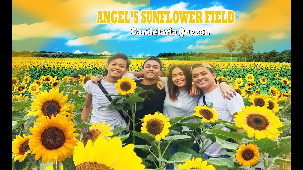 Angel's SUNFLOWER field in Candelaria Quezon Jhon Mark Perez YouTube