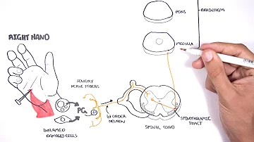 PAIN! Physiology - The Ascending Pathway, Descending Pain Pathway and the Substantia Gelatinosa