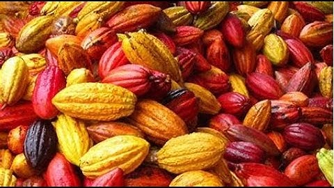 Arsitektur CNN [InceptionV3] Cacao Beans Dataset