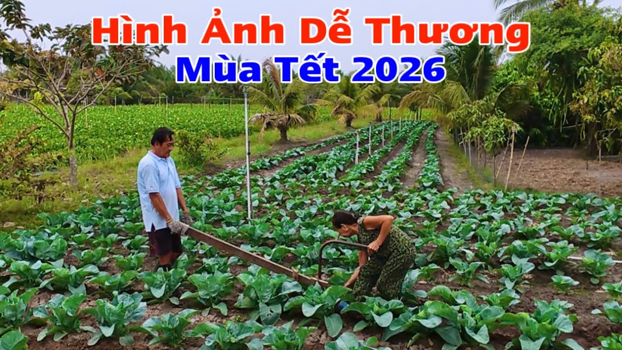 Hình ảnh quá dễ thương của cô chú trồng cải bông ở khu phố sân cu,phường long hoa tây ninh