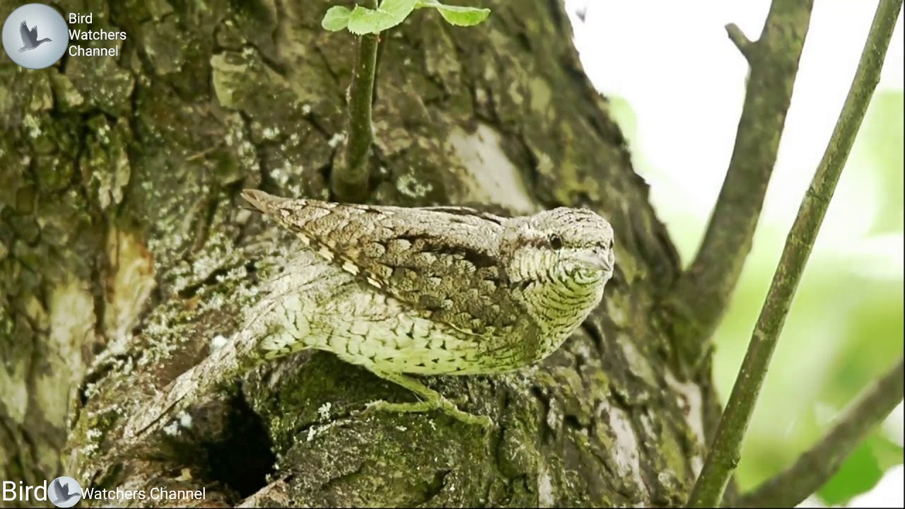 Eurasian wryneck singing call sound full hd