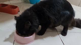 Murphy lunch time by MURPHY & LUCY TURKISH ANGORA CATS 27 views 1 year ago 57 seconds