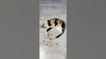 Funny Cats ❤️🎲🎲🎲🌟⭐️🌟 Reverse video #cat #marblerunandmore #reversevideo #shorts
