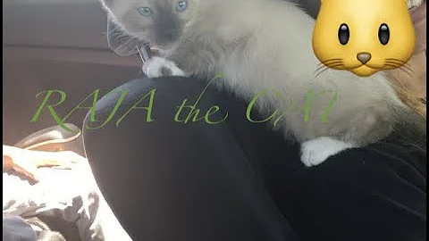 Watch the video about Familia Brown Welcomes Siamese Cat Raja to the Family