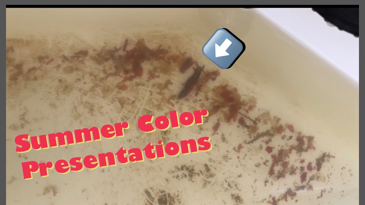 Summertime Color Presentation Considerations | Lesson from the Tournament Trail | #bassfishing #NPFL