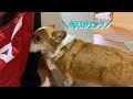 長男とコーギー犬の夜間のルーティーン
