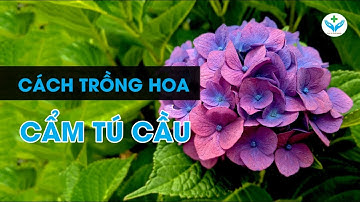 Cách trồng hoa Cẩm Tú Cầu┃Nông Sản ND