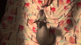 Cat Clicker Training