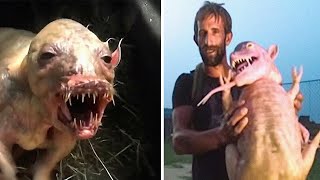 видео: Странные Существа Начали Появляться по Всему Миру картинка: Странные Существа Начали Появляться по Всему Миру