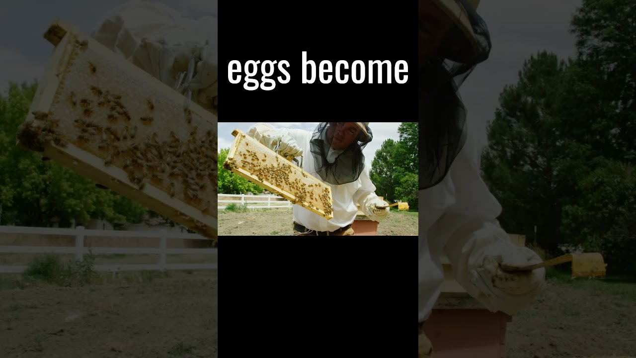 Hidden Bee Facts: More Than Just Honey Makers 