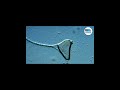 A 336-hour incubated clot-19 potion sample under a microscope at 60X zoom (La Quinta Columna).