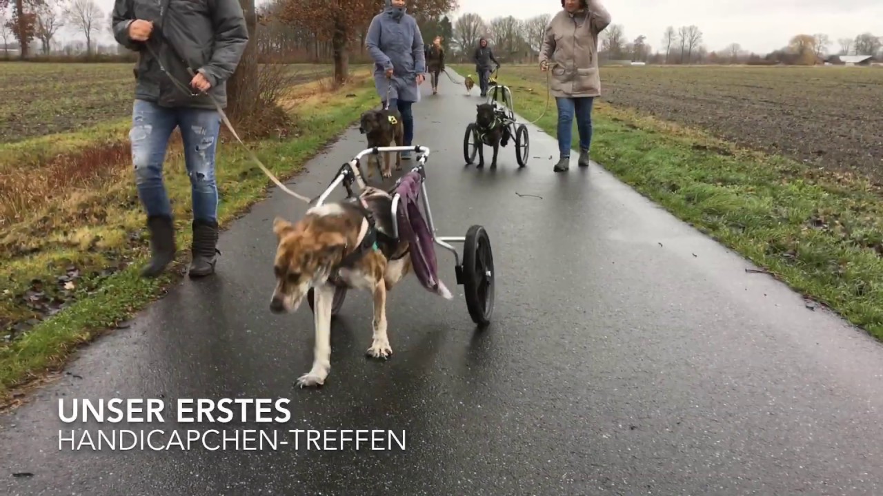 Erstes Handicapchen Treffen Mit Ganz Besonderen Hunden