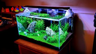 UPDATE:  20 Gallon Rimless Planted Aquarium