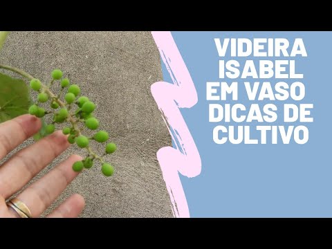 Videira Isabel em Vaso parte 4  Dicas de cultivo 4K