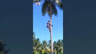 Coconut Tree Climbing Expert 😱 Never ever try this at Anywhere 🙏🥴