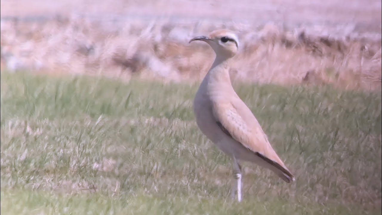 Courvite Isabelle, Cream-coloured Courser, Cursorius cursor, Oman, Novembre 2025