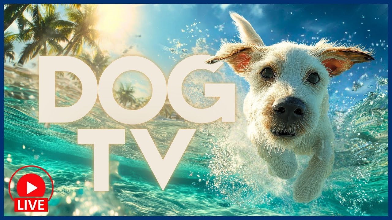 [🔴LIVE] DOG TV - Enrichment Videos for Bored + Anxious Dogs 🐕❤️‍🩹